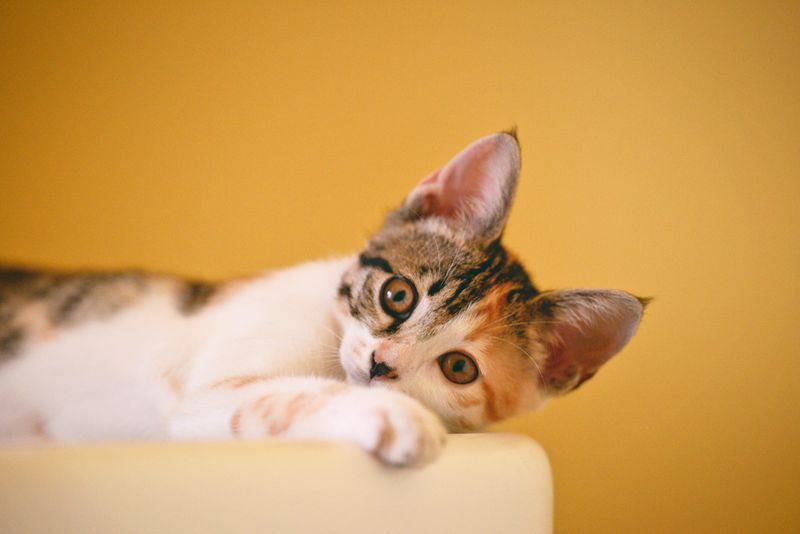 La vie secrète des chats : ce que nous savons et ce que nous ignorons encore-chats-viesecrète-comportementanimal-curiosité-mystère-étudescientifique-observation-instincts-communicationanimale-habitudesnocturnes