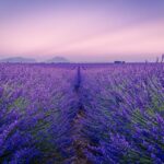 Titre en français : Les péripéties de Matthieu : une histoire en Provence - Le Journal ...français,péripéties,Matthieu,histoire,Provence,journal