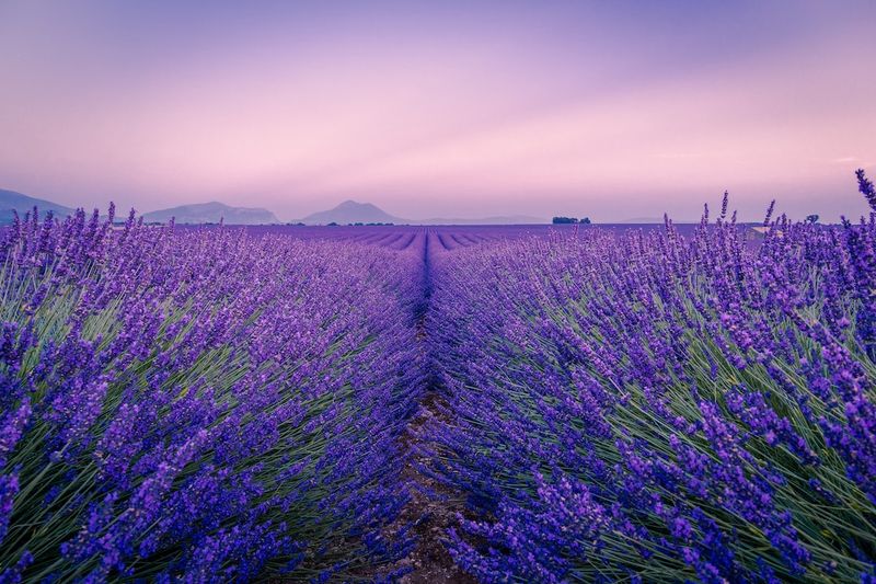 Titre en français : Les péripéties de Matthieu : une histoire en Provence - Le Journal ...français,péripéties,Matthieu,histoire,Provence,journal