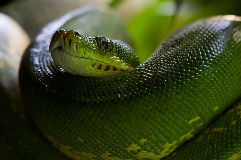 Morsures de serpents en Espagne : une alerte des autorités face à leur proliférationmorsuresdeserpents,Espagne,alerte,autorités,prolifération