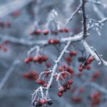 Savoie : Une neige précoce à Val Thorens, signe d'un hiver prometteur ?1.Savoie2.ValThorens3.Neigeprécoce4.Hiverprometteur