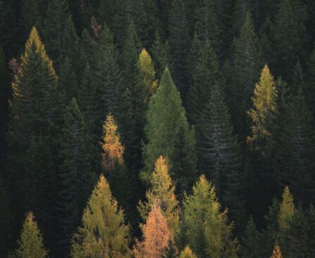 La forêt de Puycelsi : joyau du patrimoine à explorer-forêt-Puycelsi-patrimoine-exploration-nature-randonnée-découverte-paysage-tourisme-France