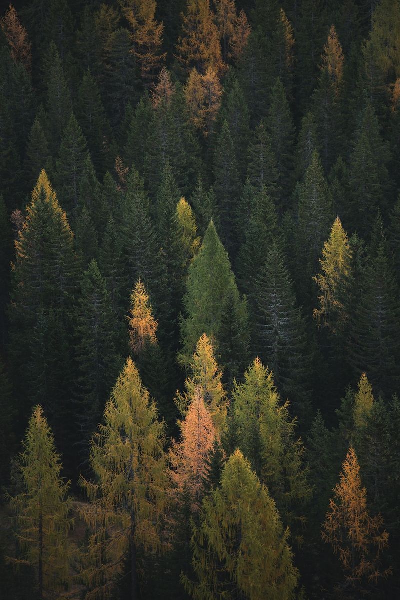 La forêt de Puycelsi : joyau du patrimoine à explorer-forêt-Puycelsi-patrimoine-exploration-nature-randonnée-découverte-paysage-tourisme-France