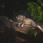 Plan loup : un assouplissement des protocoles de tir envisagé par le gouvernementplanloup,assouplissement,protocolesdetir,gouvernement