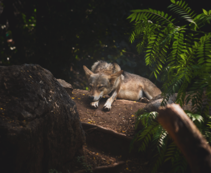 Plan loup : un assouplissement des protocoles de tir envisagé par le gouvernementplanloup,assouplissement,protocolesdetir,gouvernement