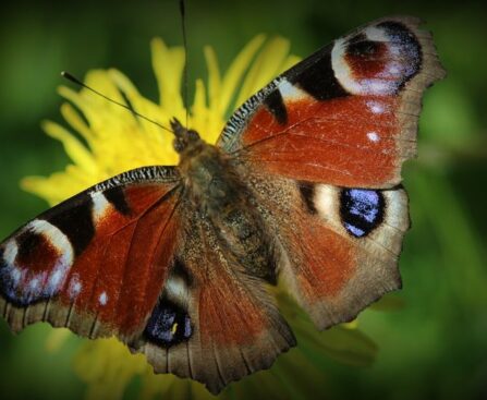 Le Règne animal : témoignage d'une planète qui évolueanimaux,évolution,biodiversité,écologie,espèces,adaptation,changementclimatique,extinction,écosystème,conservation