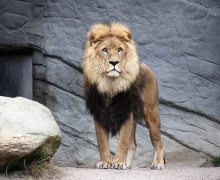 À la conquête des Lions : le Sénégal triomphe du Cameroun-ÀlaconquêtedesLions-Sénégal-Cameroun-triomphe-football