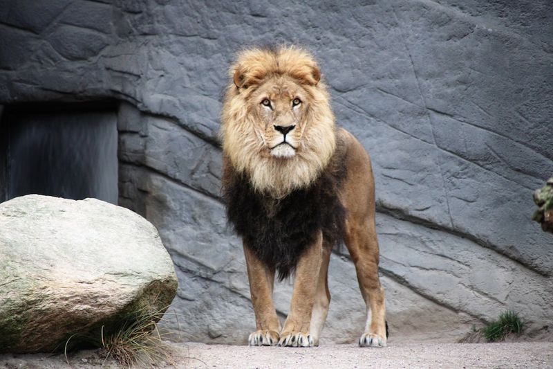 À la conquête des Lions : le Sénégal triomphe du Cameroun-ÀlaconquêtedesLions-Sénégal-Cameroun-triomphe-football